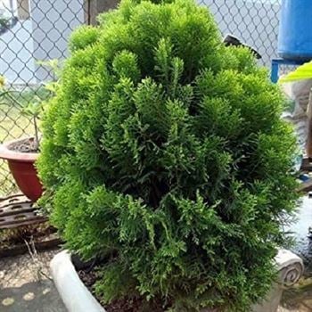 Batı Mazı Çamı 30 cm