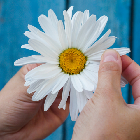 Margarit Çiçeği Beyaz Papatya