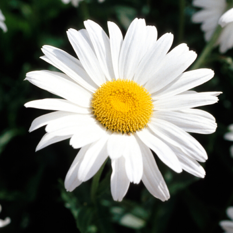 Margarit Çiçeği Beyaz Papatya