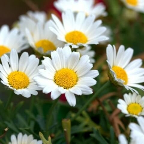 Margarit Çiçeği Beyaz Papatya