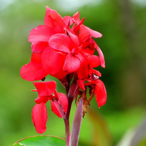 Mezarlık Çiçeği Tesbih Çiçeği Kana Bitkisi Kırmızı