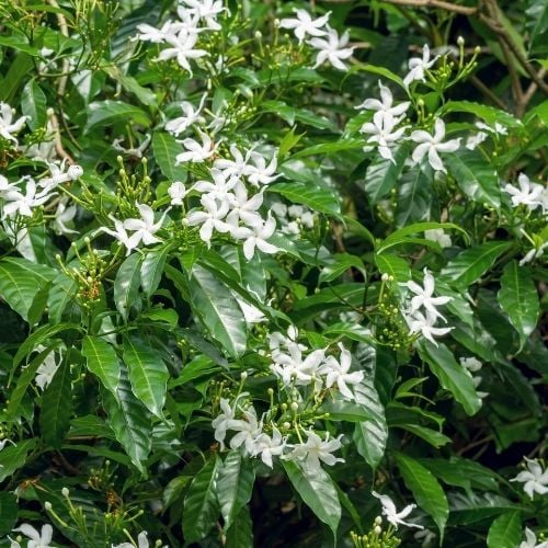 Ev Yasemini  Stephanotis Floribunda Yasemin 60 cm