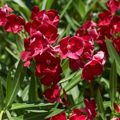 Bodur Zakkum Bitkisi